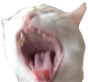 CFcatscreech Discord emoji