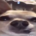 CFdogbruh Discord emoji