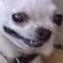 chihuahua_wheeze