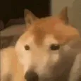 Bonk