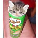 CFpringlecat Discord emoji