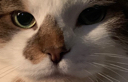 cat Discord emoji