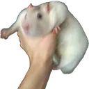 ratgrab ratgrab