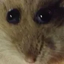 HampterHampterHampter HampterHampterHampter