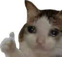 sadcatthumbsup