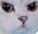 AngryKat