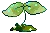 seedling