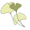 GinkgoLeaves