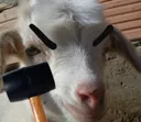 bobwithhammer