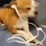 _dogmusic777