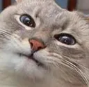 cat2 cat2