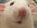 rattie