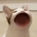 popopop