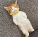 lyingdowncat lyingdowncat
