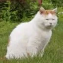 Kitty1 kitty1 Discord Emoji