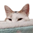 kiwipeek