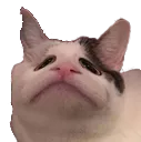 megasadkitty