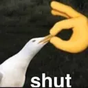 shut shut