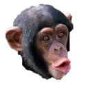 pogchimp pogchimp