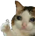 catthumbsup
