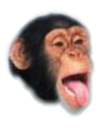 pogchimp