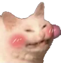 blushcat