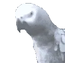 BirbNod BirbNod