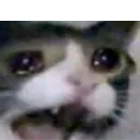 nyaaaAAA