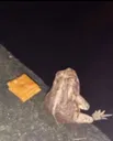 sadfrog
