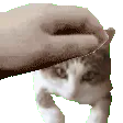 samdolpet