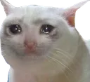 sadcat