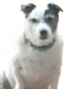 pbdog pbdog