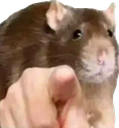 pointingrat Discord emoji