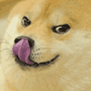 PAM_DogeLicc