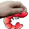 shrimpPat