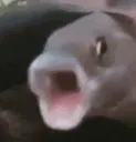 EE_pogfish