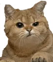 suspicious_catmin