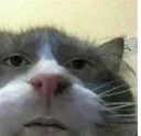CatBruh