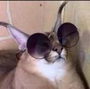 flopCOOL flopCOOL