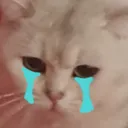 Catcry catcry Discord Emoji