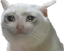 Catsad catsad Discord Emoji