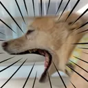 bark
