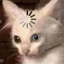 Cat Wut cat_wut Discord Emoji