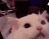 cat_ree