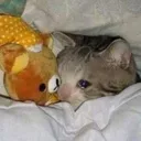 sadcat