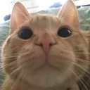 c_meow c_meow