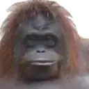 monke8044