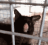 cat_shocked Discord emoji