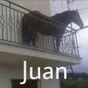 stupidhorse