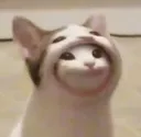 catbeeingcat Discord Emoji